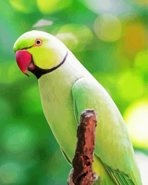 Rose Ringed Parakeet paint by number