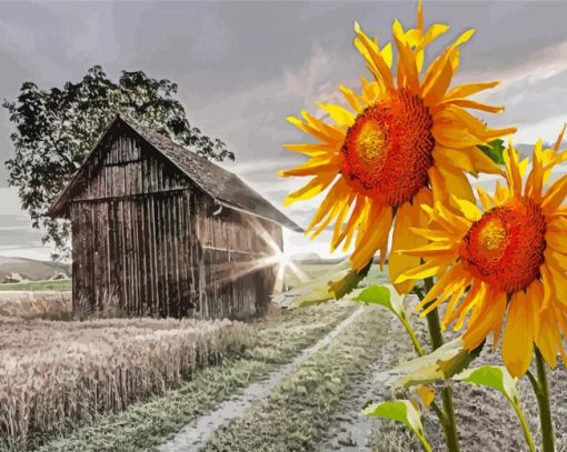 Sunflowers And Old Barn Farm paint by number