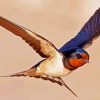 Swallow Bird Flying paint by number