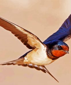 Swallow Bird Flying paint by number