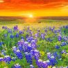 Texas Bluebonnets Sunset Landscape paint by number