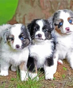 Toy Aussie Puppies paint by number