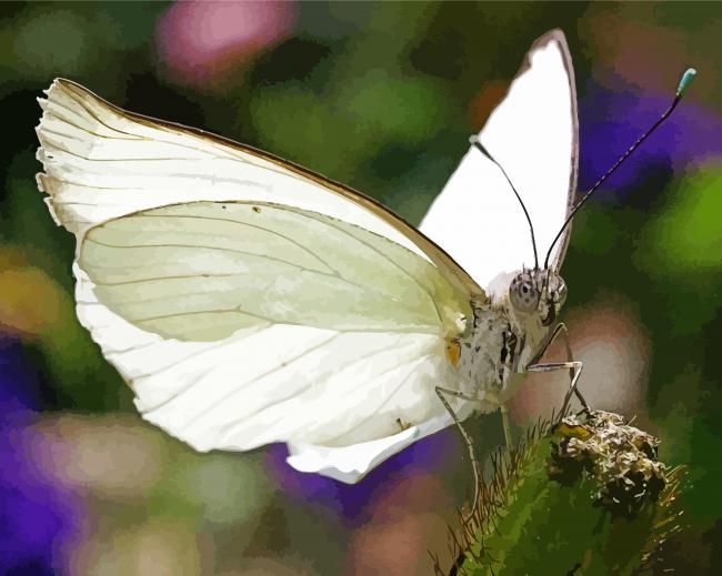 White Butterfly paint by number