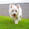 White Scottish Highland Terrier Dog Paint by number