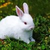 White Small Rabbit paint by number
