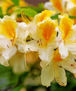 White Yellow Azalea Plants paint by number