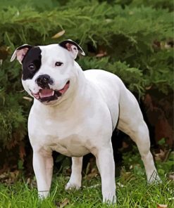Aesthetic White Staffie Dog paint by number