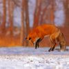 Aesthetic Red Fox In Forest paint by number