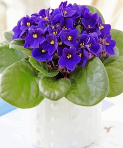 African Violet Flowers Vase Paint by number