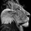 Black And White Lion And Eagle paint by number