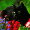 Black Cat And Flowers paint by number