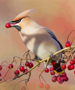 Cedar Waxwing Eating paint by number