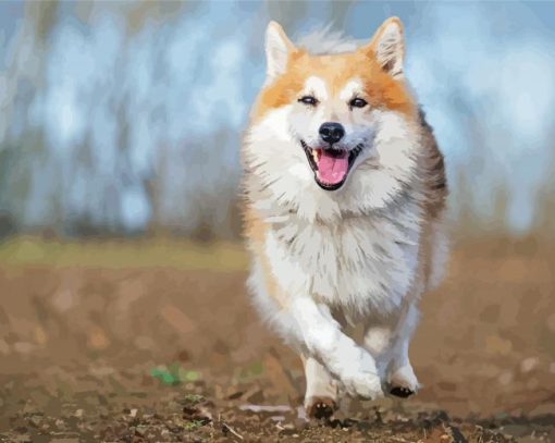 Cute Icelandic Sheepdog paint by number