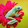 Frog On Flower Paint by number