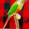 Green Cheek Conure Bird paint by number