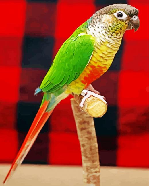 Green Cheek Conure Bird paint by number
