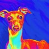 Italian Greyhound Dog Art paint by number
