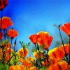 Orange Poppies Field paint by number
