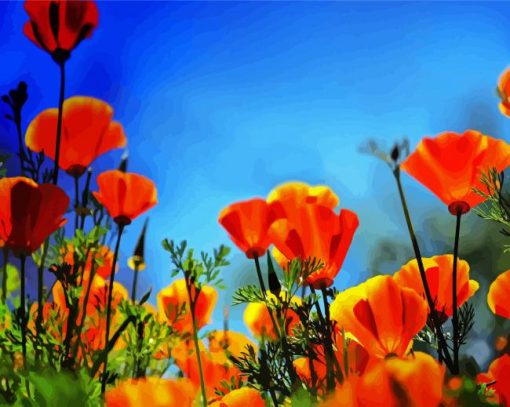 Orange Poppies Field paint by number