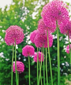 Pink Alliums paint by number