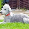Aesthetic Bedlington Terrier Animal Paint by number