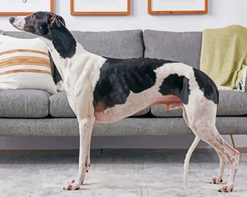 Aesthetic Greyhound Dog paint by number