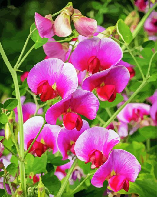 Aesthetic Sweet Pea Flower paint by number