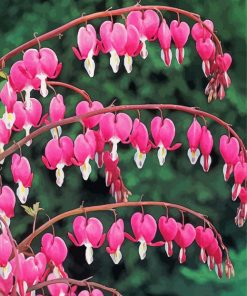 Asian Bleeding Heart paint by number