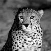 Black And White Cheetah paint by number