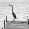 Black And White Heron On Dock paint by number