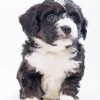 Black And White Bernedoodle paint by number