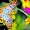 Blue Orange Butterfly Insect paint by number