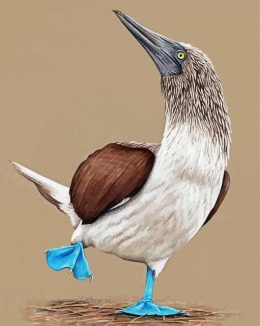 Blue Footed Booby Illustration paint by number