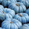 Blue Pumpkin paint by number