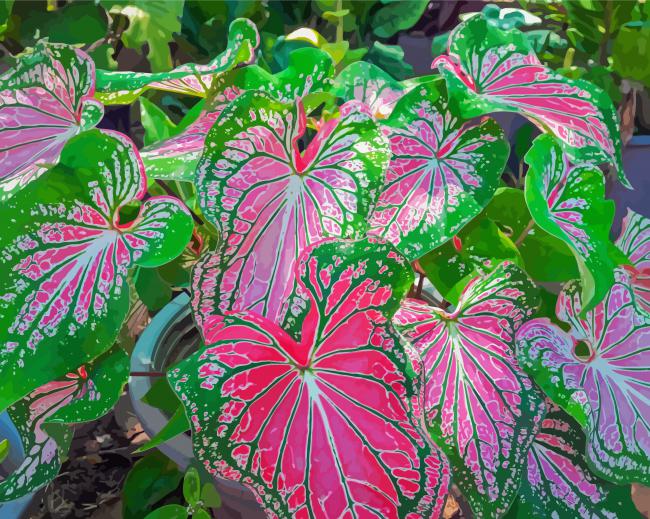 Caladium Colorful Plant paint by number
