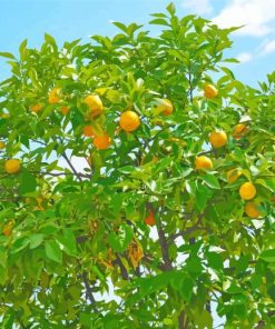 Citrus Tree paint by number