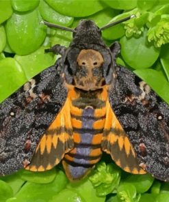 Death Head Moth Butterfly paint by number