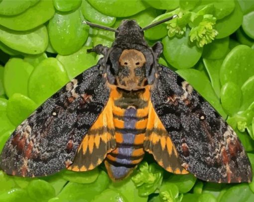 Death Head Moth Butterfly paint by number