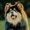 Finnish Lapphund Dog paint by number