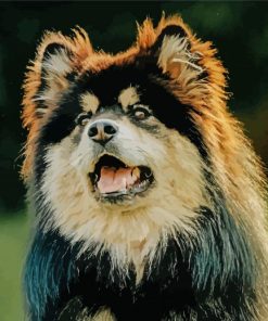 Finnish Lapphund Dog paint by number