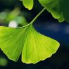 Ginkgo Biloba Leave paint by number