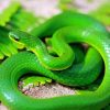 Green Snake paint by number