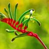 Kangaroo Paw paint by number