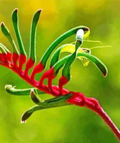 Kangaroo Paw paint by number