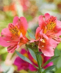 Pink And Yellow Alstroemeria Flower paint by number