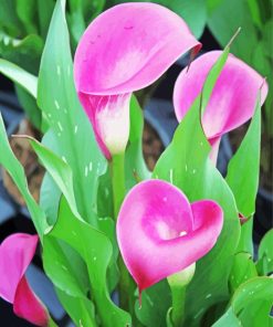 Pink Calla Lily Paint by number