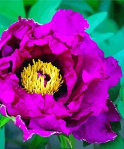 Purple Peony Paint by number
