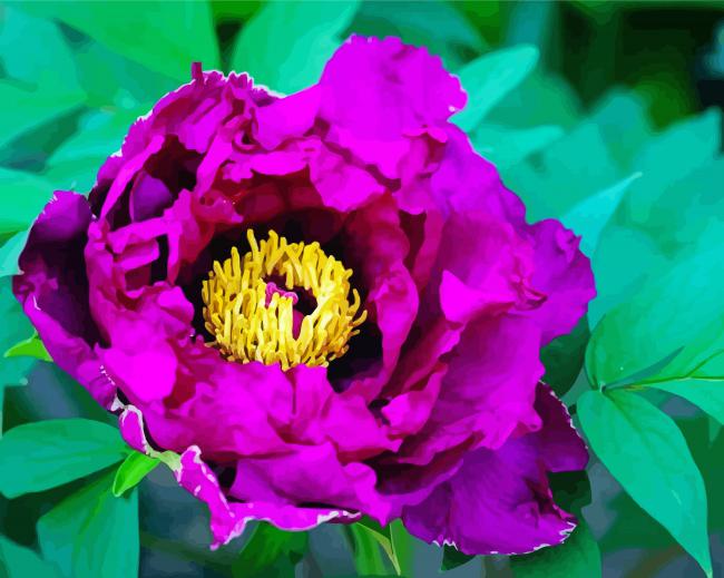 Purple Peony Paint by number