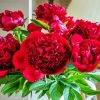 Red Peony paint by number