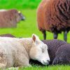 Sleeping Sheeps paint by number